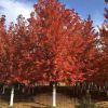 美國紅楓