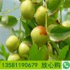 山東冬棗樹苗基地直銷現(xiàn)挖現(xiàn)賣根系發(fā)達易成活冬棗樹苗