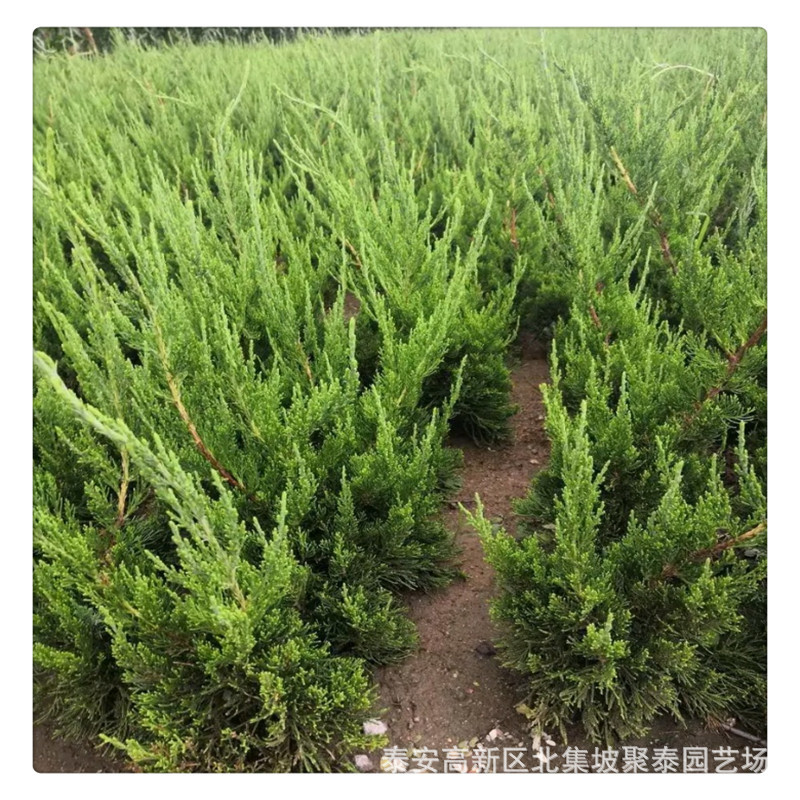 龍柏苗長期供應(yīng)易成活抗捍規(guī)格齊全基地直銷龍柏苗