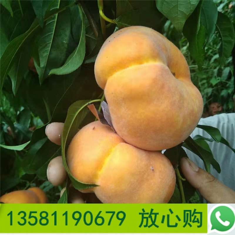 黃金蜜四號桃樹苗1-4公分規(guī)格齊全適應(yīng)南北方種植桃樹苗