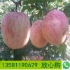 山東果樹基地美八蘋果樹 大量批發(fā)品種純正紅星蘋果樹