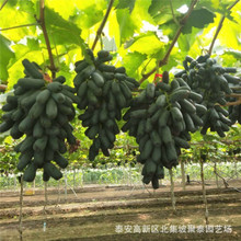 甜蜜藍寶石葡萄樹 硬度好溏分高根系發(fā)達易成活葡萄樹