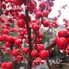 三生藝樹基地批發紅果冬青盆栽觀果紅果庭院耐寒植物歐洲紅果冬青