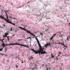 櫻花