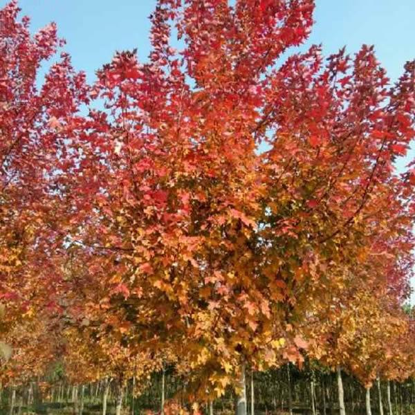 日本紅楓