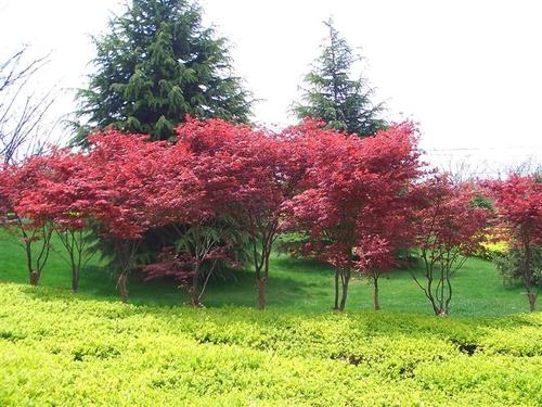 紅楓