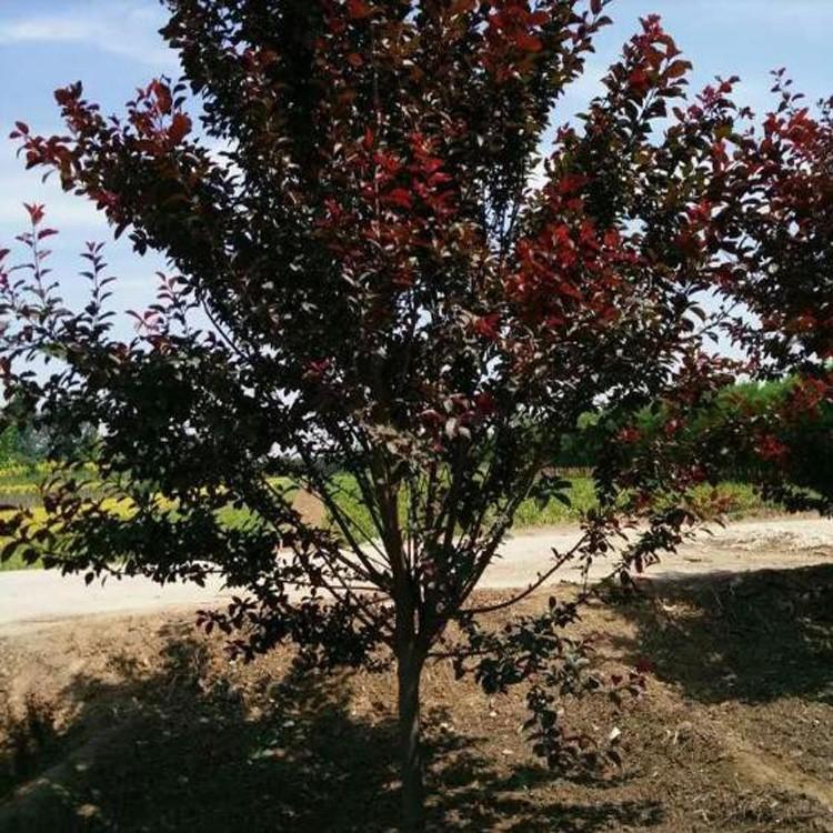 紅葉李