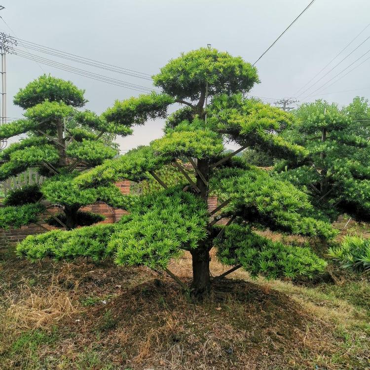 羅漢松