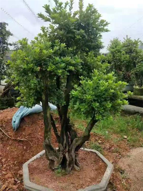 杜鵑