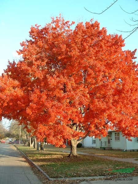 美國紅楓樹
