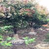 紅葉石楠