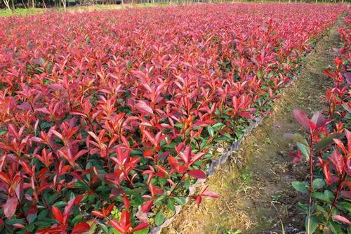 紅葉石楠