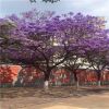 藍花楹