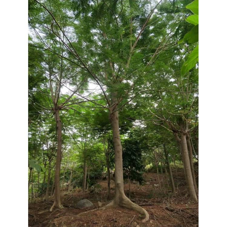 鳳凰木