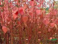直銷紅瑞木播種小苗 紅瑞木小苗 艷福來木小苗 東北紅瑞木