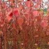 直銷紅瑞木播種小苗 紅瑞木小苗 艷福來木小苗 東北紅瑞木