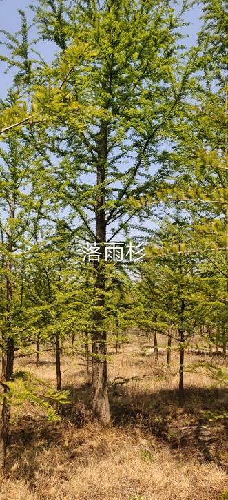 速生大型水杉樹苗落羽杉