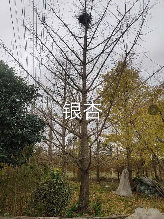 銀杏樹