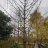 銀杏樹
