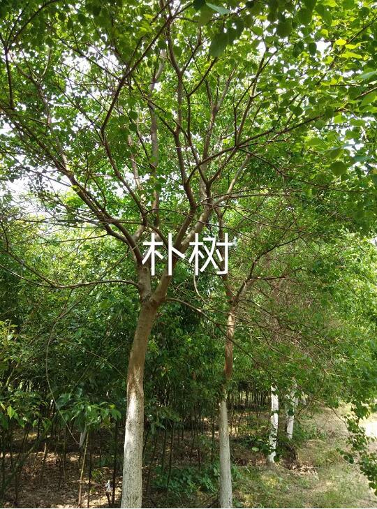 樸樹