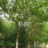 樸樹