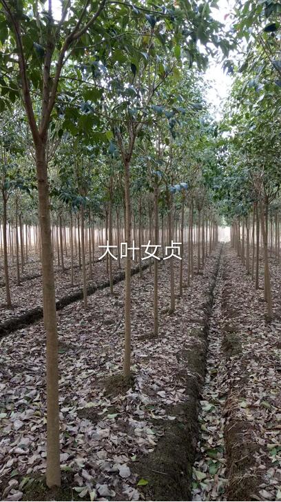 大葉女貞