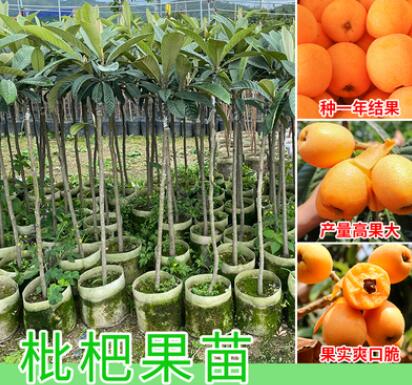 枇杷