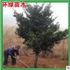湖南苗圃供應(yīng)羅漢松常綠喬木10-15cm原生羅漢松樹基地直銷價格