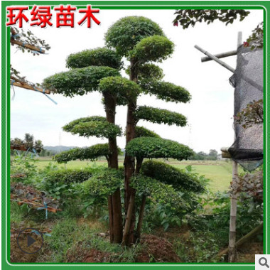 常年批發(fā)小葉女貞造型樹樁 造型小葉女貞樹 基地直銷量大價優(yōu)