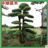 常年批發(fā)小葉女貞造型樹樁 造型小葉女貞樹 基地直銷量大價優(yōu)