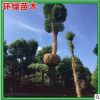 特價供應(yīng)移栽香樟湖南苗木基地產(chǎn)銷大骨架香樟樹20公分香樟樹直銷