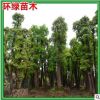 基地直銷多頭香樟特價供應(yīng)從生香樟 庭院種植多桿香樟樹