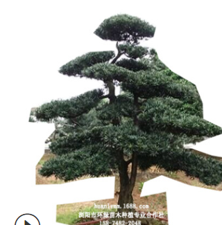 批發(fā)羅漢松造型樹 15公分精品造型羅漢松 10cm原生羅漢松樹