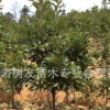 【樹友苗木】2年 東魁3*楊梅樹苗 仙居?xùn)|魁 寧波慈溪楊梅苗