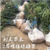 【樹友苗木】2年仙居楊梅苗綠化東魁楊梅種苗 自產自銷東魁嫁接苗