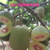 樹友苗木-大量供應紅陽獼猴桃 1-3年嫁接苗大顆紅陽獼猴桃苗