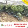【樹友】3年移栽東魁楊梅球樹苗 結(jié)果楊梅樹楊梅種苗 果樹苗木