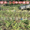 【樹友苗木】2年檸檬嫁接移栽苗 量大優(yōu)惠尤力克檸檬苗嫁接檸檬苗