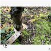 樹友苗木 3年 南方紅豆杉苗2-3公分 紅豆杉樹苗