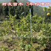 【樹友苗木】3-4年檸檬嫁接移栽苗 尤力克檸檬苗 嫁接檸檬苗