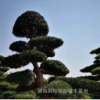 造型羅漢松|湖南瀏陽柏加苗木基地