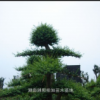 小葉女貞造型樹|湖南瀏陽柏加苗木基地