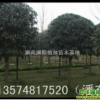 丹桂|湖南瀏陽柏加苗木基地