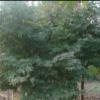 紅楓|湖南瀏陽柏加苗木基地