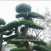 榆樹樁|湖南瀏陽柏加苗木基地