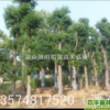 香樟|湖南瀏陽柏加苗木基地