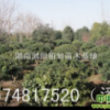 無刺構骨|湖南瀏陽柏加苗木基地