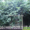 深山含笑|湖南瀏陽柏加苗木基地