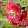 紅花海棠 北美海棠盆栽地栽垂絲海棠重瓣雙瓣海棠花粉白紅海棠花