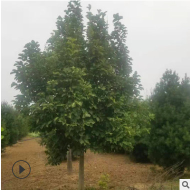 廠家直銷嬌紅玉蘭樹 庭院地栽植物嬌紅玉蘭 品質保障價格合理